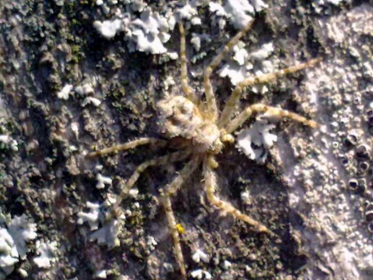 Philodromidae